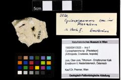 Foto (Objekt + Etiketten) von Cyclosphaeroma sp. 